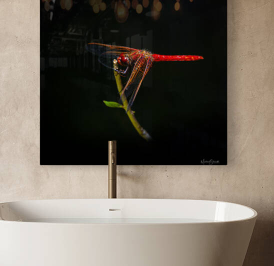 Cardinal Meadowhawk Dragonfly - WL21003 by MICHAEL SCHMIDT PHOTOGRAPHY