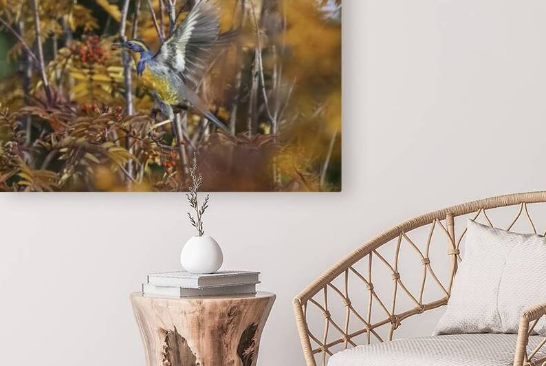 Varied Thrush in Mountain Ash - BD23001.1 by MICHAEL SCHMIDT PHOTOGRAPHY