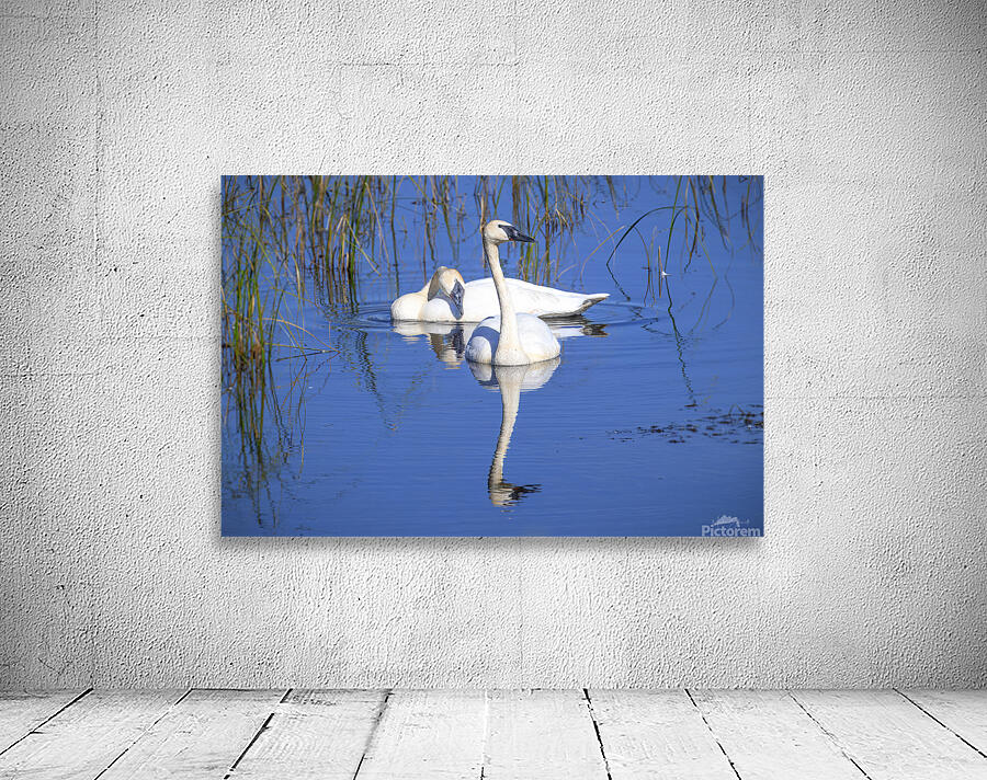 Swan Devotion   BD25001.1 Wall Preview