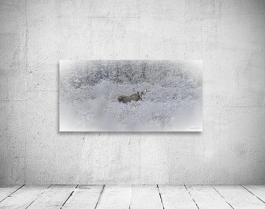 Winter Moose - WL24001 Wall Preview