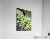 Vibrancy  Acrylic Print