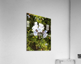 White pearls  Acrylic Print