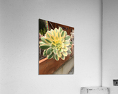 Outburst  Acrylic Print