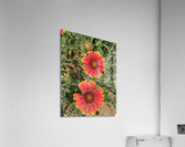 Orange blood  Acrylic Print