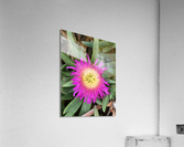 Purple Sunflower  Acrylic Print