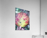 The Viens  Acrylic Print