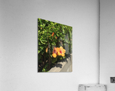 Orange you  Acrylic Print