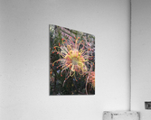 Tentacles Flower  Acrylic Print