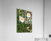 Double View  Acrylic Print
