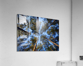 Live Tree Therapy Acrylic Print