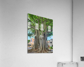 62CB786A E643 4CF2 9FF6 E8B5837E1B9E Acrylic Print