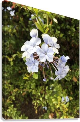 White pearls  Canvas Print