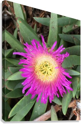 Purple Sunflower  Canvas Print