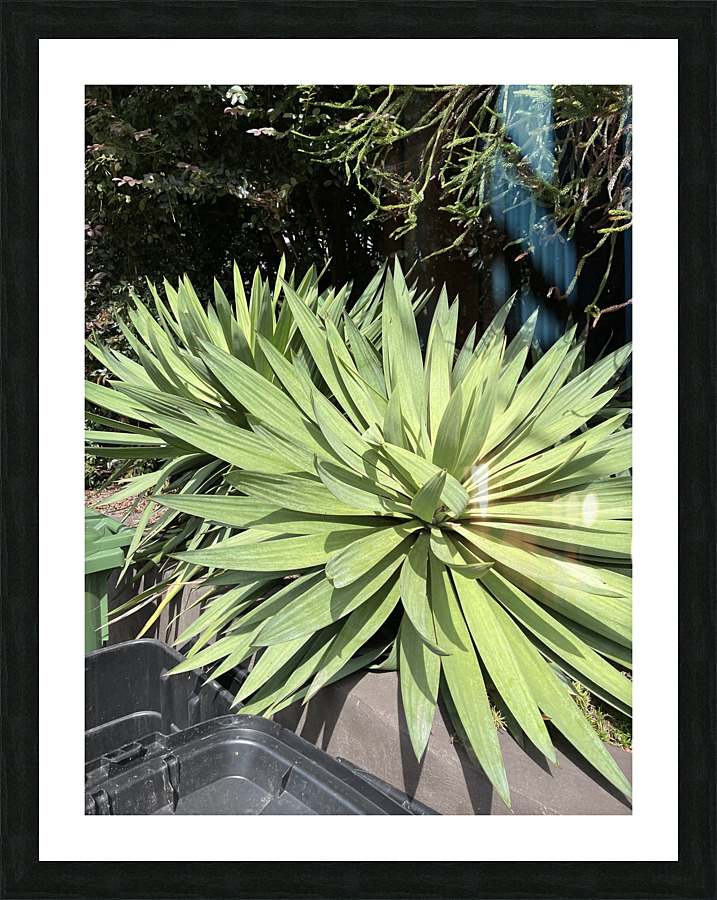 Vibrancy  Picture Frame print