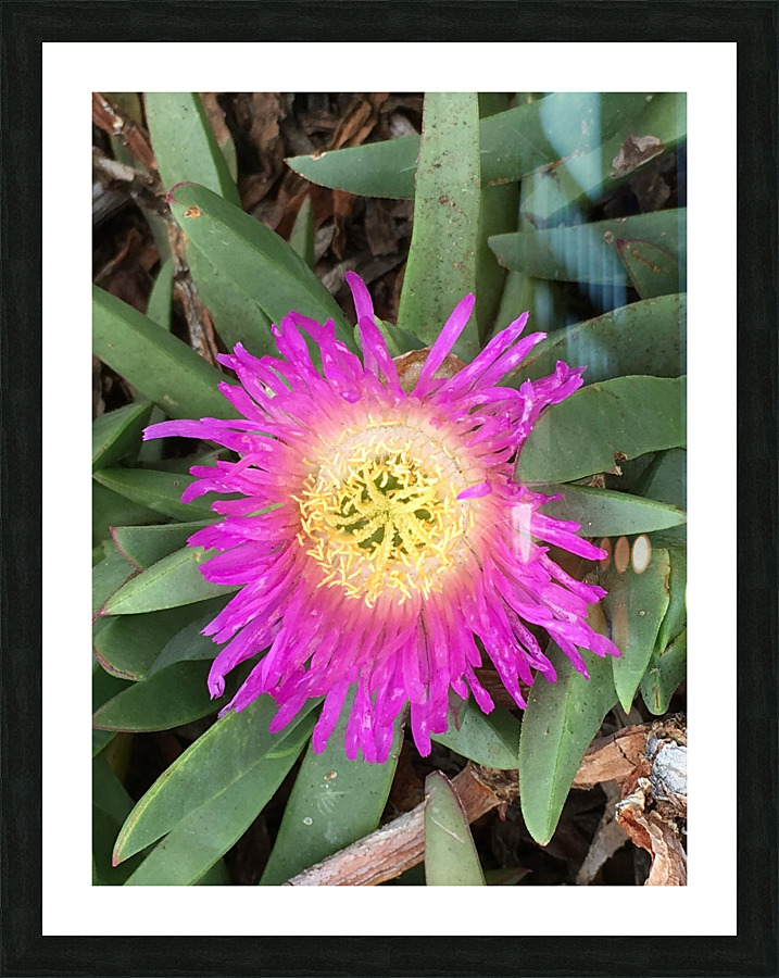 Purple Sunflower  Picture Frame print