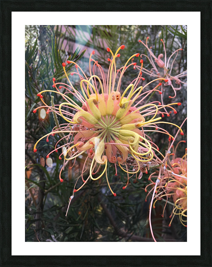 Tentacles Flower  Picture Frame print
