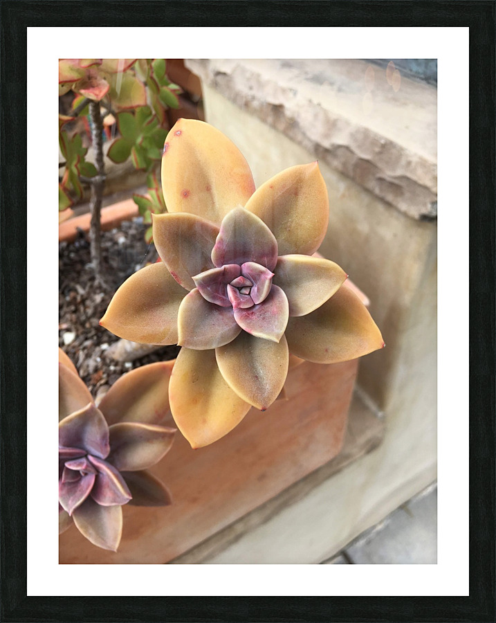 Mandela Flower  Picture Frame print