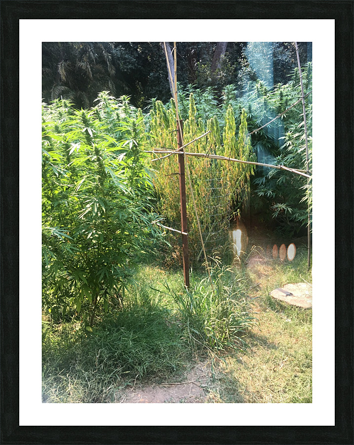 Cannbliss Picture Frame print
