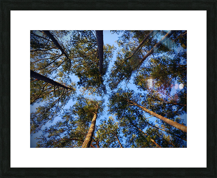 Live Tree Therapy Picture Frame print