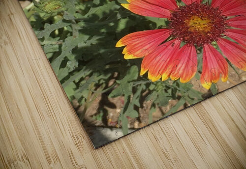 Orange blood  ThroughtheLenzz puzzle