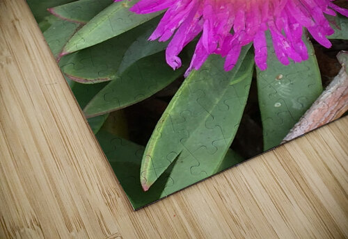 Purple Sunflower  ThroughtheLenzz puzzle