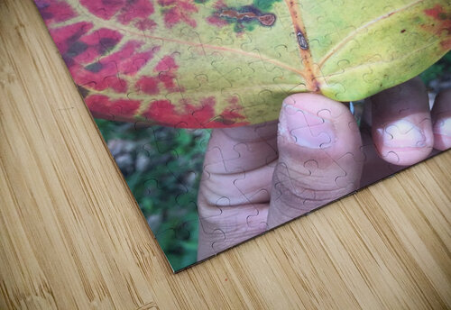 The Viens  ThroughtheLenzz puzzle