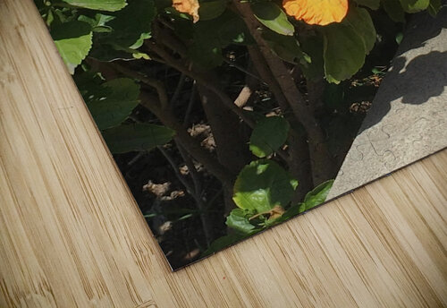 Orange you  ThroughtheLenzz puzzle
