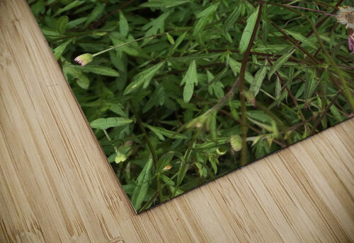 Double View  ThroughtheLenzz puzzle
