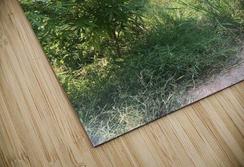 Cannbliss ThroughtheLenzz puzzle