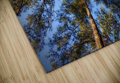 Live Tree Therapy ThroughtheLenzz puzzle
