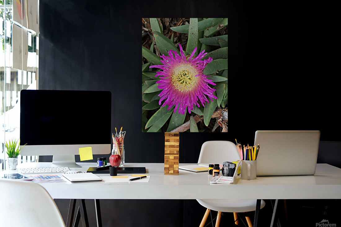 Purple Sunflower  Reproduction