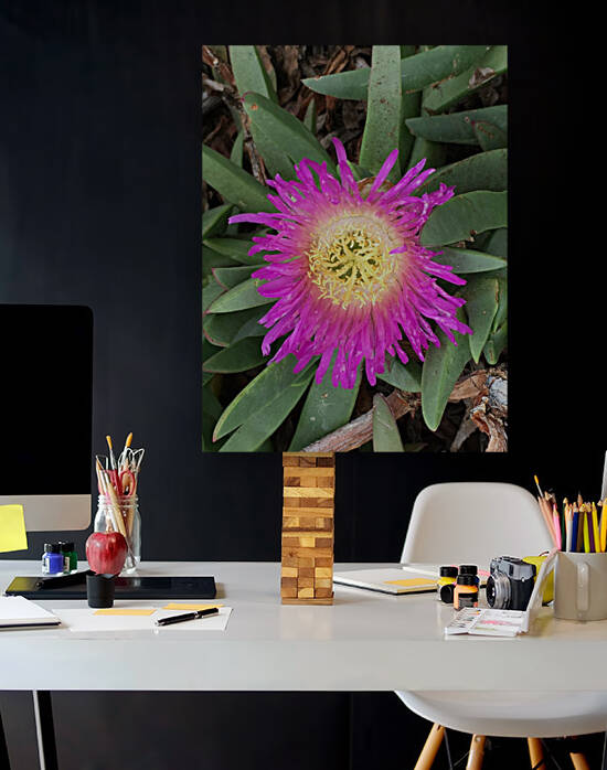Purple Sunflower  Reproduction