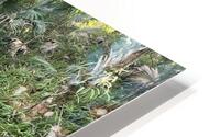IMG 5027 HD Metal print