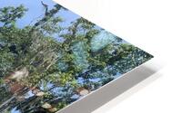 IMG 2936 HD Metal print