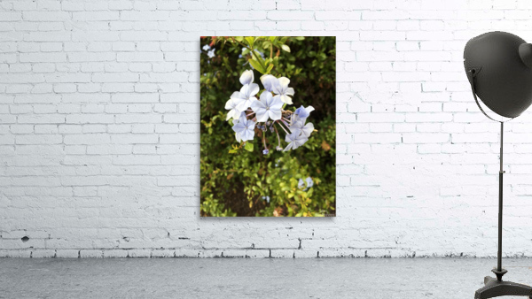 White pearls  Wall Preview
