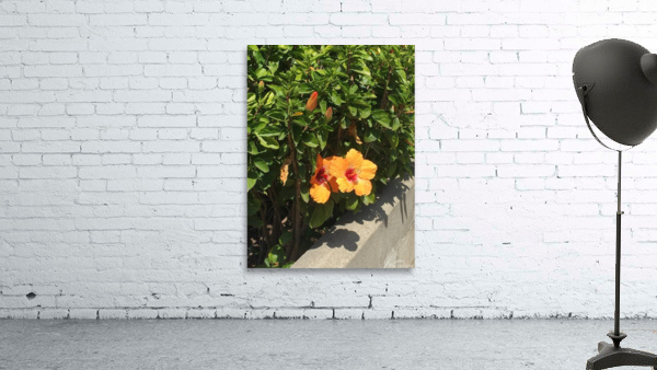 Orange you  Wall Preview