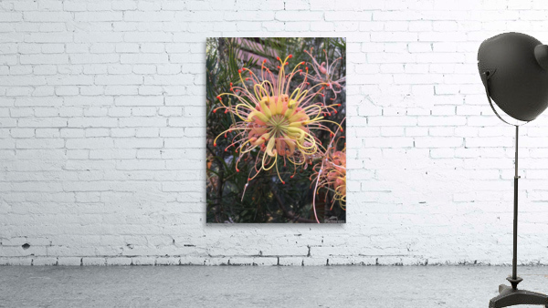 Tentacles Flower  Wall Preview