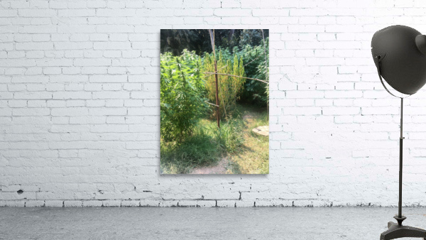 Cannbliss Wall Preview
