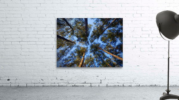 Live Tree Therapy Wall Preview