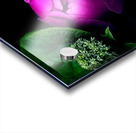 Pink Peony Acrylic print