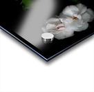 White Gardenia Acrylic print