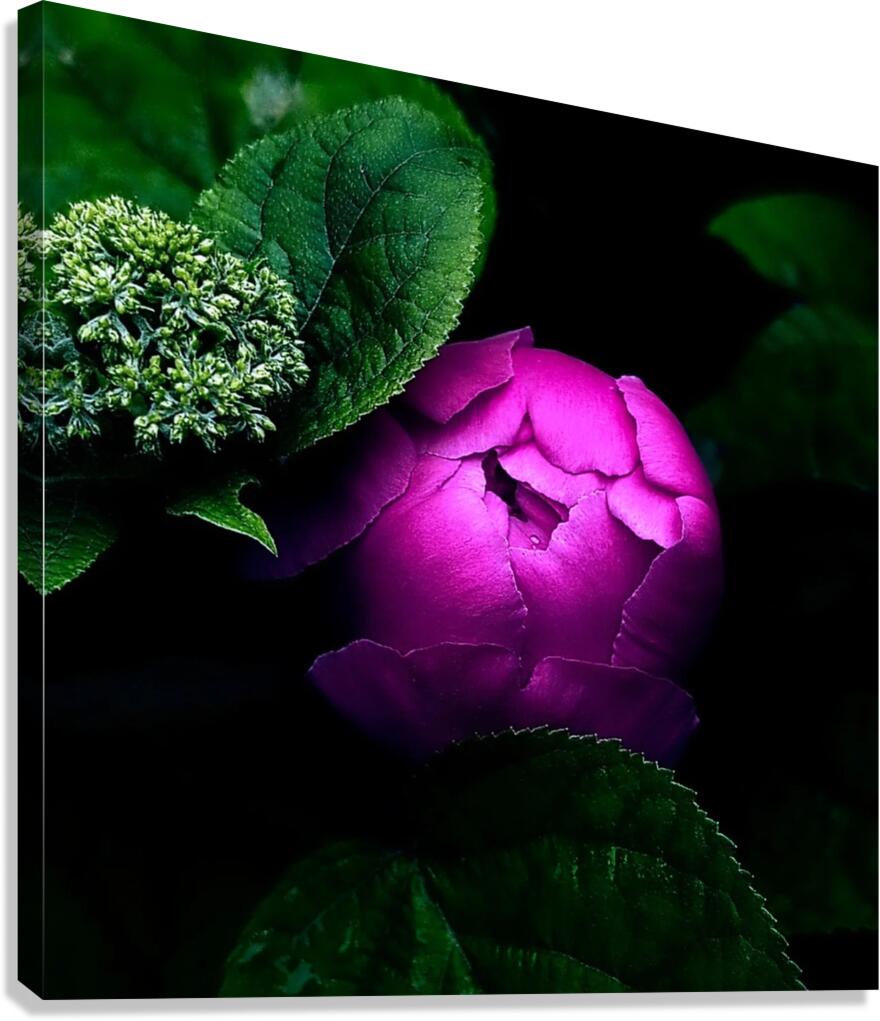 Pink Peony Canvas Print