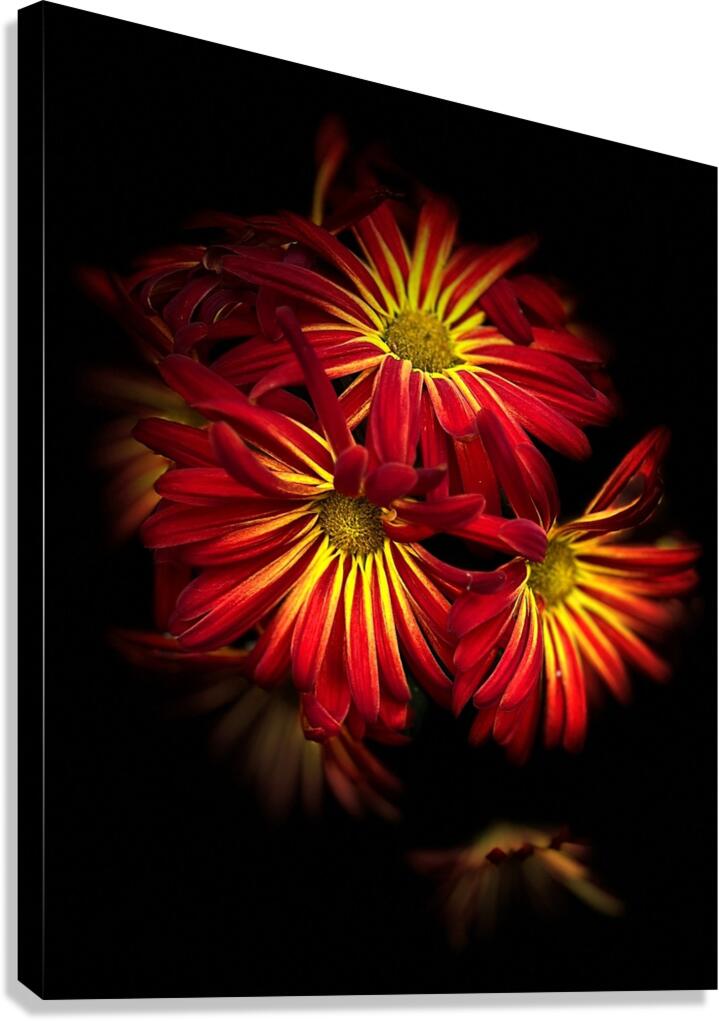 Dehlia Canvas Print