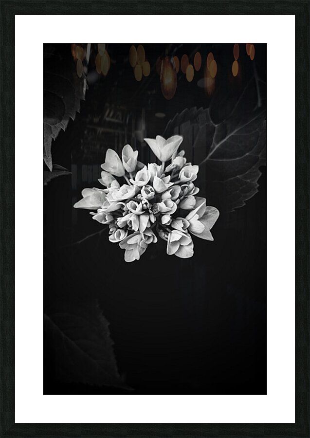 Hydrangea Picture Frame print