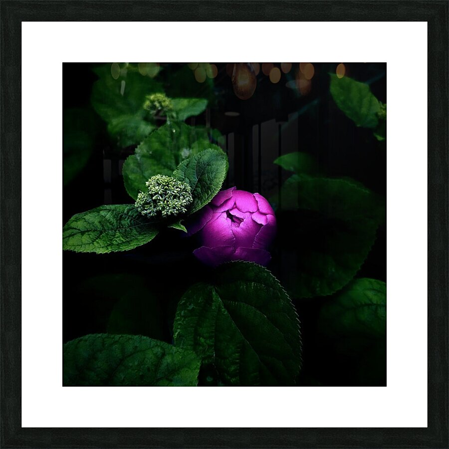 Pink Peony Picture Frame print