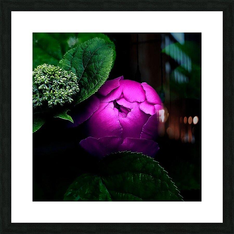 Pink Peony Picture Frame print