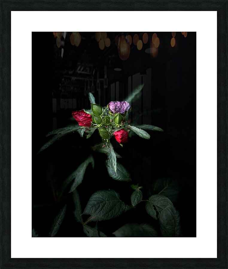 Early Spring Hibiscus Picture Frame print