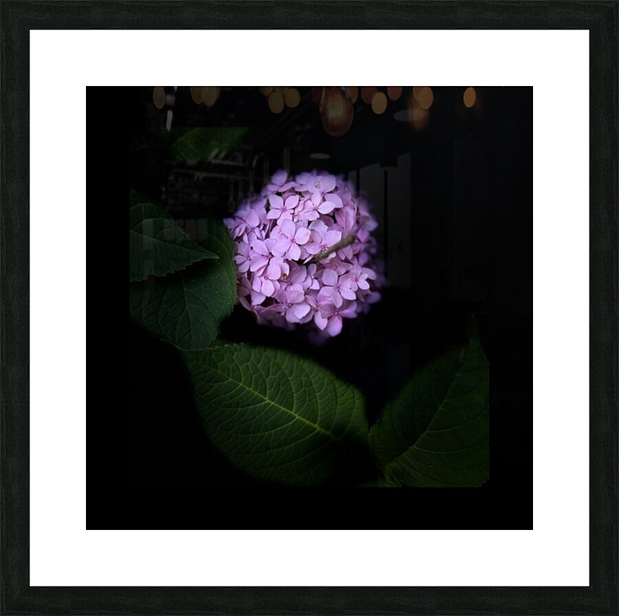 Pink Hydrangea Picture Frame print