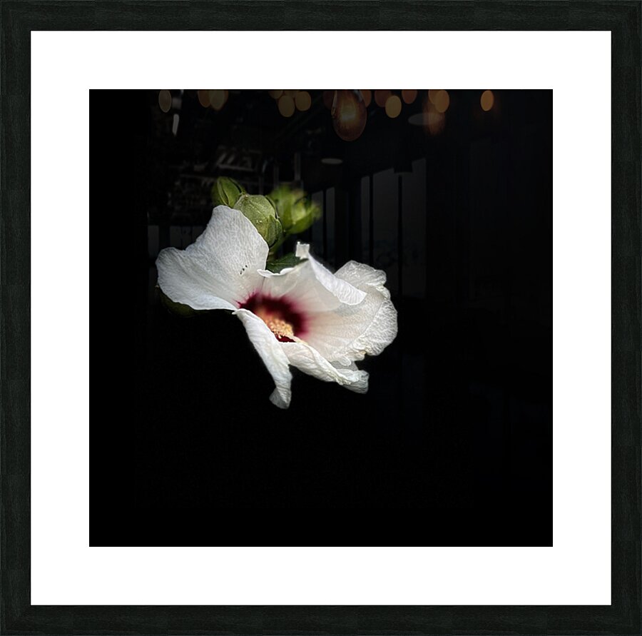 White Hibiscus  Picture Frame print