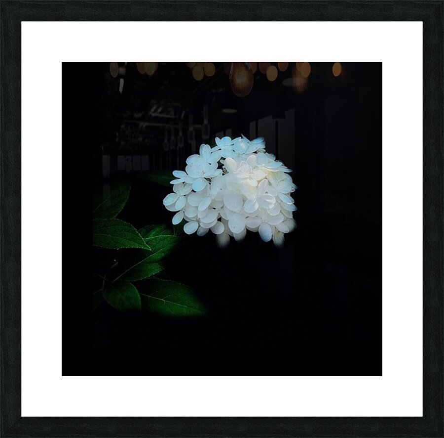White Hydrangea Picture Frame print